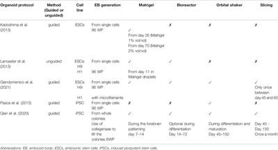 Forebrain Organoids to Model the Cell Biology of Basal Radial Glia in Neurodevelopmental Disorders and Brain Evolution